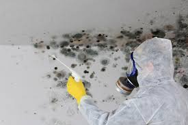 Why You Should Choose Our Mold Remediation Services in Coal Grove, OH